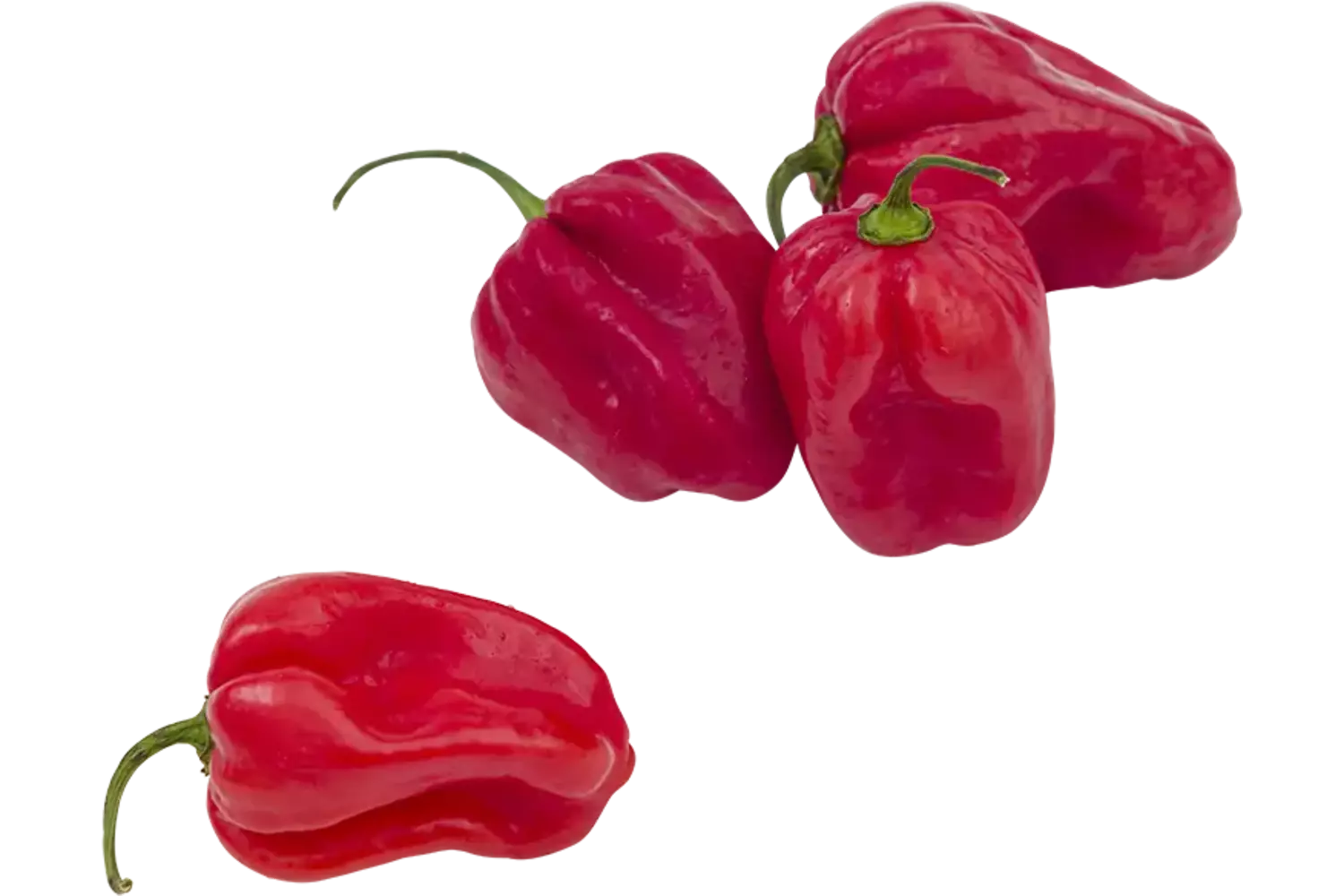 Habanero pepers rood verpakt 250gr stuk